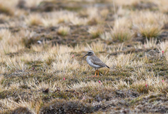 Phegornis mitchellii