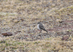 Muscisaxicola griseus