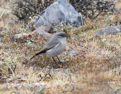 Muscisaxicola cinereus
