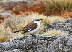 Cinclodes palliatus