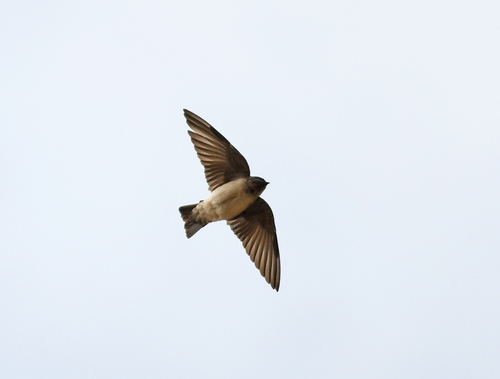 Andean Swallow
