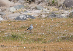 Muscisaxicola rufivertex