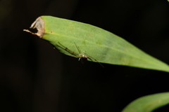 Thwaitesia nigronodosa
