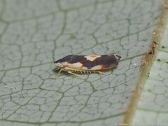 Erythroneura aclys