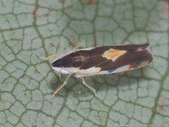 Erythroneura aclys