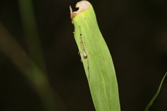 Thwaitesia nigronodosa