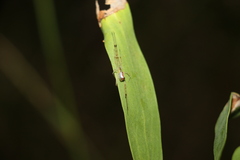 Thwaitesia nigronodosa