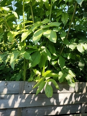 Magnoliopsida