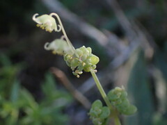 Crassula nemorosa