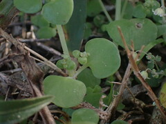 Crassula nemorosa