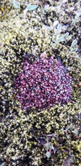 Salix herbacea