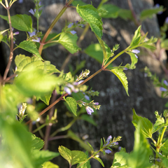 Scutellaria lateriflora grohii