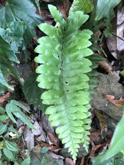 Hymenasplenium excisum