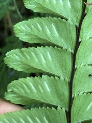 Hymenasplenium excisum