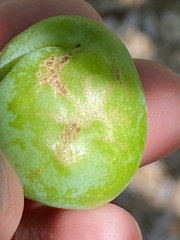 Grapholita funebrana