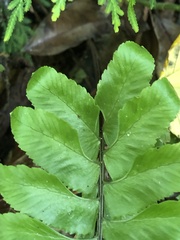 Hymenasplenium excisum