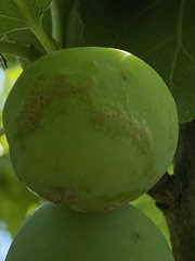 Grapholita funebrana