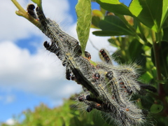 Bombycomorpha bifascia