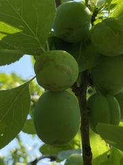 Grapholita funebrana