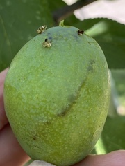 Grapholita funebrana