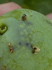 Grapholita funebrana