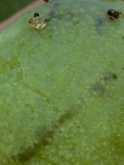 Grapholita funebrana