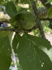 Grapholita funebrana