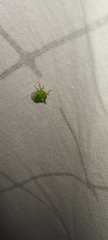 Stictocephala bisonia