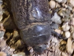 Oryctes nasicornis grypus