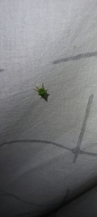 Stictocephala bisonia