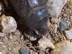 Oryctes nasicornis grypus