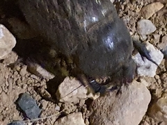 Oryctes nasicornis grypus