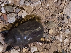 Oryctes nasicornis grypus