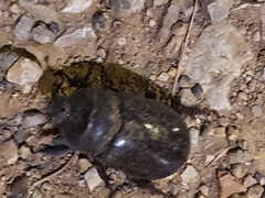 Oryctes nasicornis grypus
