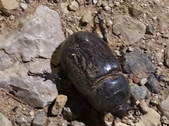 Oryctes nasicornis grypus