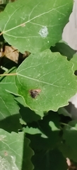 Stigmella oxyacanthella