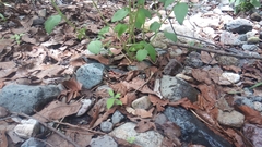 Thamnophis chrysocephalus