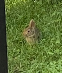 Sylvilagus floridanus