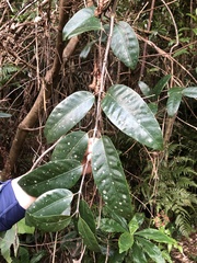 Anodendron benthamianum