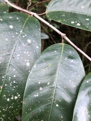 Anodendron benthamianum