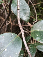 Anodendron benthamianum