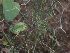 Asparagus divaricatus