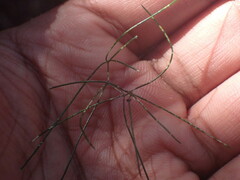 Asparagus divaricatus