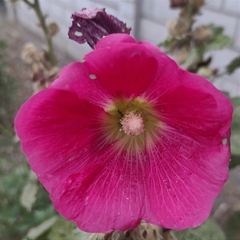 Alcea rosea