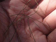 Asparagus divaricatus