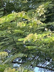 Albizia procera