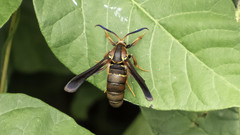 Vitacea polistiformis