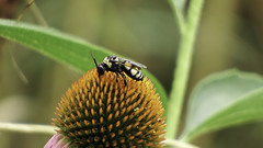 Triepeolus concavus
