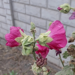 Alcea rosea