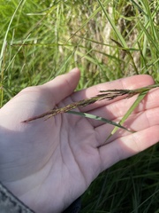 Festuca edlundiae